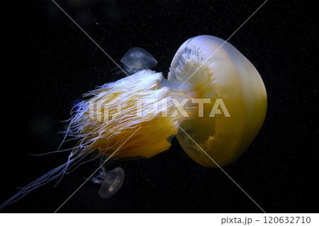 暗い海中に漂うエチゼンクラゲ 120632710