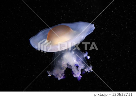 目玉焼きクラゲと呼ばれるコティロリーザ・ツベルクラータ  目玉焼きクラゲと呼ばれるコティロリーザ・ツベルクラータ  120632711