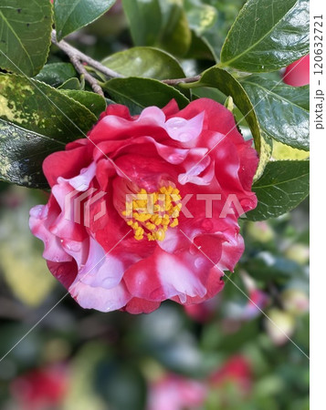赤い椿の花 赤い椿の花 120632721