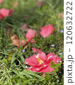 芝生に落ちた赤い椿の花首 120632722