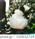 白い椿と空とビル 120632724