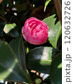 美しいピンクの椿の蕾と緑の葉 120632726