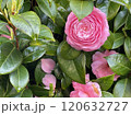 美しいピンクの椿と緑の葉 120632727