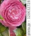 美しいピンクの椿 120632728