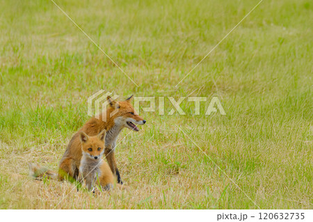 草原で過ごすキツネの親子 120632735