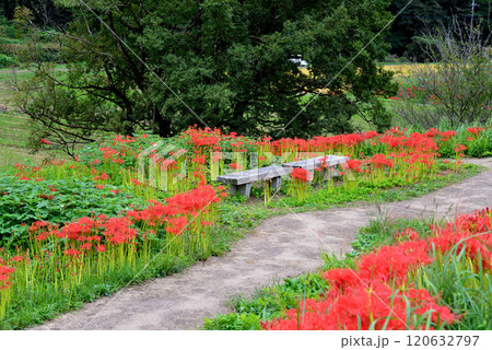 蓑沢彼岸花公園 2024-9-29 #6 蓑沢彼岸花公園 2024-9-29 #6 120632797