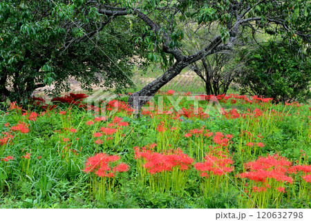 蓑沢彼岸花公園　2024-9-29　＃7 120632798