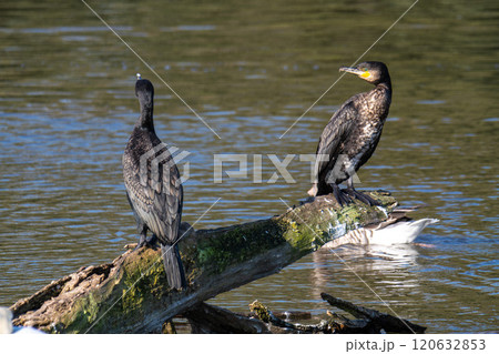The great cormorant, Phalacrocorax carbo sitting on a branch 120632853