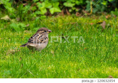 The common starling, Sturnus vulgaris also known as the European starling walking on green grass The common starling, Sturnus vulgaris also known as the European starling walking on green grass 120632854