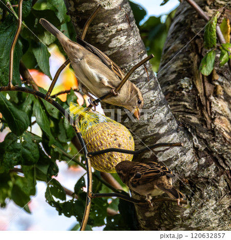 House sparrow bird, Passer domesticus perched on bird feeder containing birdseed. 120632857