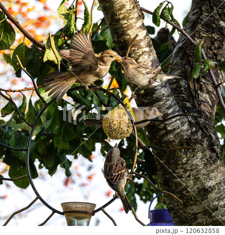 House sparrow, Passer domesticus. An adult sparrow feeds its young chick. House sparrow, Passer domesticus. An adult sparrow feeds its young chick. 120632858
