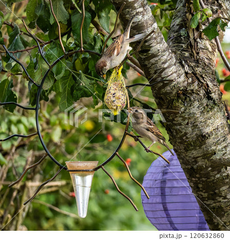 House sparrow bird, Passer domesticus perched on bird feeder containing birdseed. House sparrow bird, Passer domesticus perched on bird feeder containing birdseed. 120632860