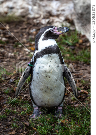 Humboldt Penguin, Spheniscus humboldti in a park 120632875