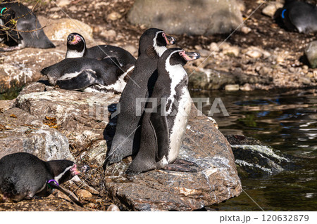 Humboldt Penguin, Spheniscus humboldti in a park 120632879