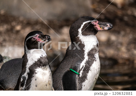 Humboldt Penguin, Spheniscus humboldti in a park 120632881