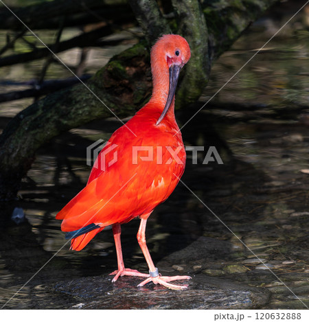 The Scarlet ibis, Eudocimus ruber is a species of ibis in the bird family Threskiornithidae. 120632888