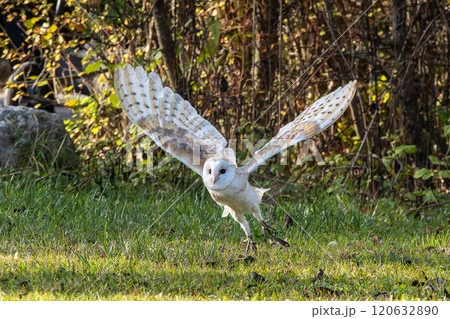 The western barn owl, Tyto alba in a nature park The western barn owl, Tyto alba in a nature park 120632890