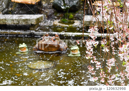 【春の京都観光】嵐山・天龍寺の桜庭園【花散らしの雨とカエル像】 【春の京都観光】嵐山・天龍寺の桜庭園【花散らしの雨とカエル像】 120632998