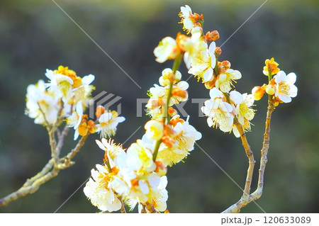 清々しい満開の白梅 清々しい満開の白梅 120633089