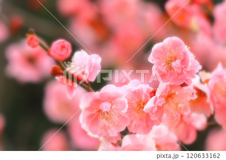 満開の美しい梅の花 満開の美しい梅の花 120633162