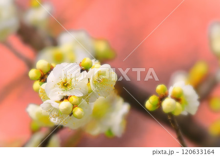 ピンク背景の爽やかな白梅 120633164