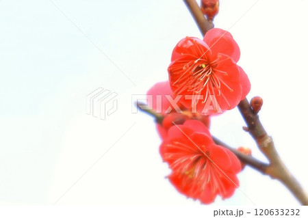 鮮やかな紅梅 120633232