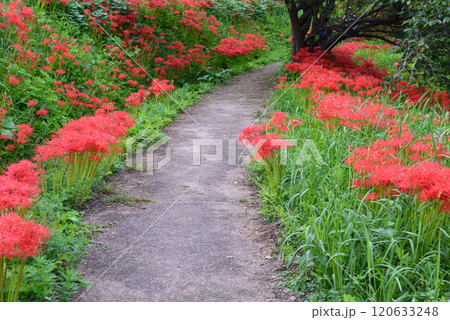 蓑沢彼岸花公園　2024-9-29　＃20 120633248
