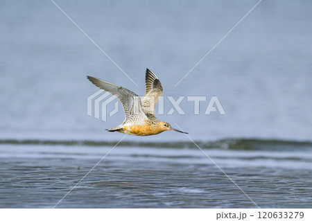 オオソリハシシギ夏羽飛翔 120633279
