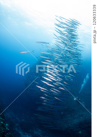 カマストルネード 120633339