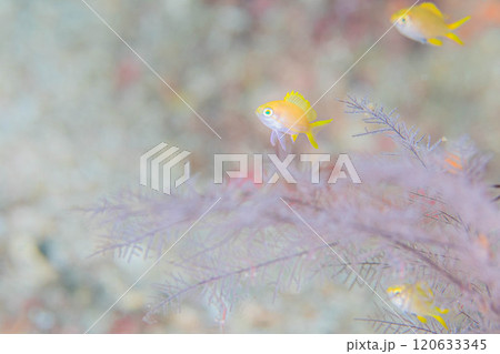 冬景色 冬景色 120633345