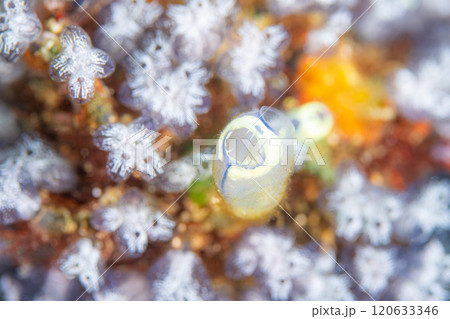 ホヤ畑で笑う ホヤ畑で笑う 120633346