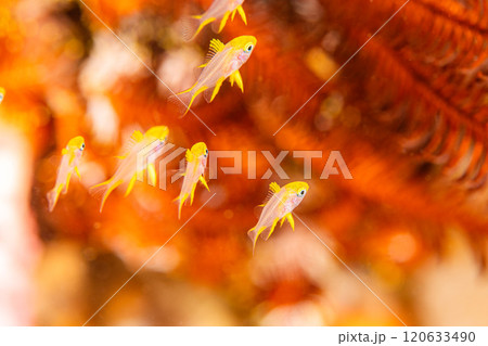 海の秋紅葉 120633490