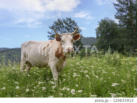 Cow in a mountain meadow with wildflowers against the sky Cow in a mountain meadow with wildflowers against the sky 120633913