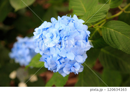 青い紫陽花 120634163