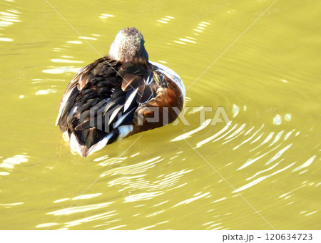 ハシビロガモ ハシビロガモ 120634723