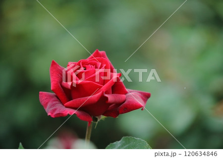 荒尾市　おもやい市民花壇　バラの花、 120634846