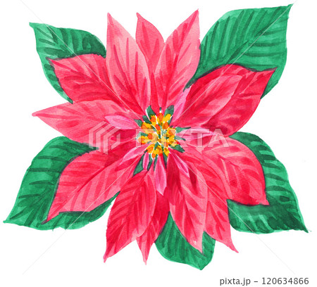 水彩で描いたポインセチア241127pix7 120634866