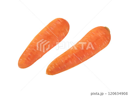 水彩手書きの人参のベクターイラスト 水彩手書きの人参のベクターイラスト 120634908