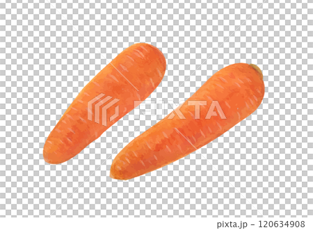 胡蘿蔔水彩手繪矢量圖 胡蘿蔔水彩手繪矢量圖 120634908