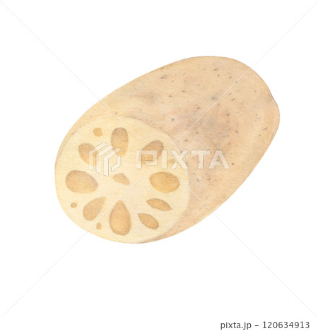 水彩で描いた蓮根のラスターイラスト 120634913