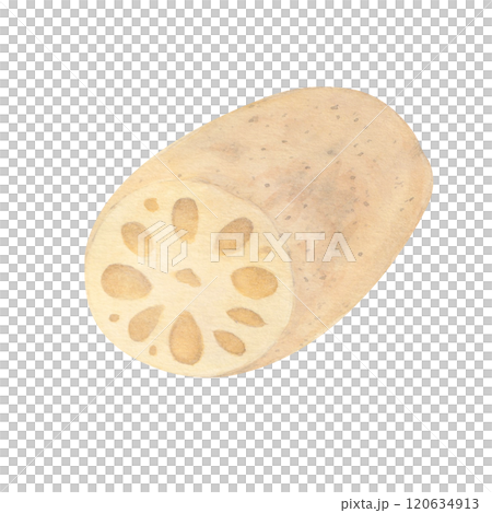 水彩で描いた蓮根のラスターイラスト 120634913