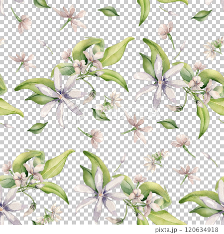 Jasmine blooms, buds, leaves levitation watercolor seamless pattern isolated. Pale pink flowers botanical style hand drawn on repeating texture. White blooming plants background for design textile. Jasmine blooms, buds, leaves levitation watercolor seamless pattern isolated. Pale pink flowers botanical style hand drawn on repeating texture. White blooming plants background for design textile. 120634918