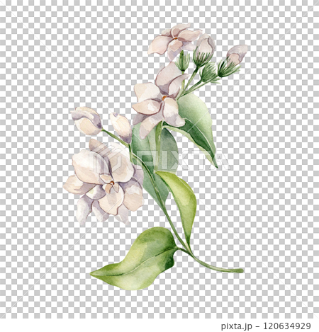 White flowers jasmine, buds on branch in watercolor illustration isolated. Vertical floral composition of jasmine pale pink in botanical style hand drawn. Jasmine painted for design package, wedding. 120634929