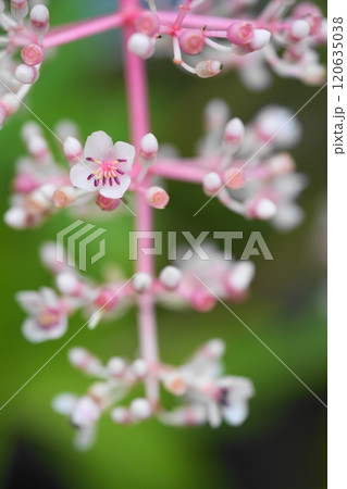 メディニラ　マグニフィカ 120635038