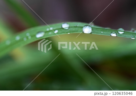 朝露に濡れる葉 120635046