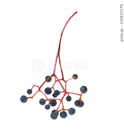 Small blue berries of wild grape (Parthenocissus) isolated 120635179