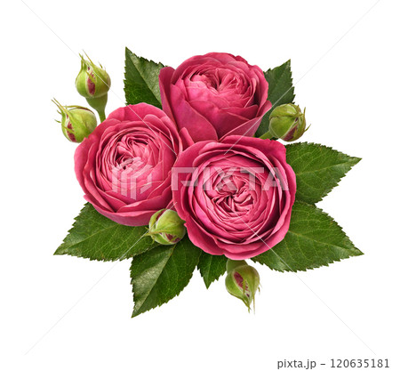 Red rose flowers, green leaves and buds in a floral arrangement isolated Red rose flowers, green leaves and buds in a floral arrangement isolated 120635181