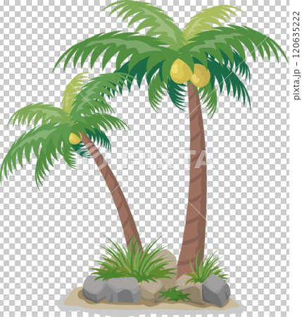 ヤシの木 120635222