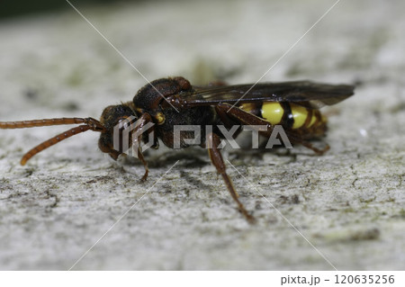 Closeup on a colorful flavous nomad bee, Nomada flava resting on a piece of wood Closeup on a colorful flavous nomad bee, Nomada flava resting on a piece of wood 120635256