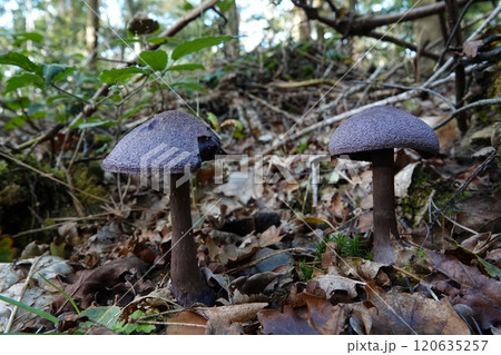 Closeup on the the violet webcap or cort mushroom the violet webcap or violet cort on the forest floor Closeup on the the violet webcap or cort mushroom the violet webcap or violet cort on the forest floor 120635257